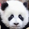 ◼️香港熊貓◼️ avatar