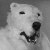 Fuzzy BiPolarBear avatar